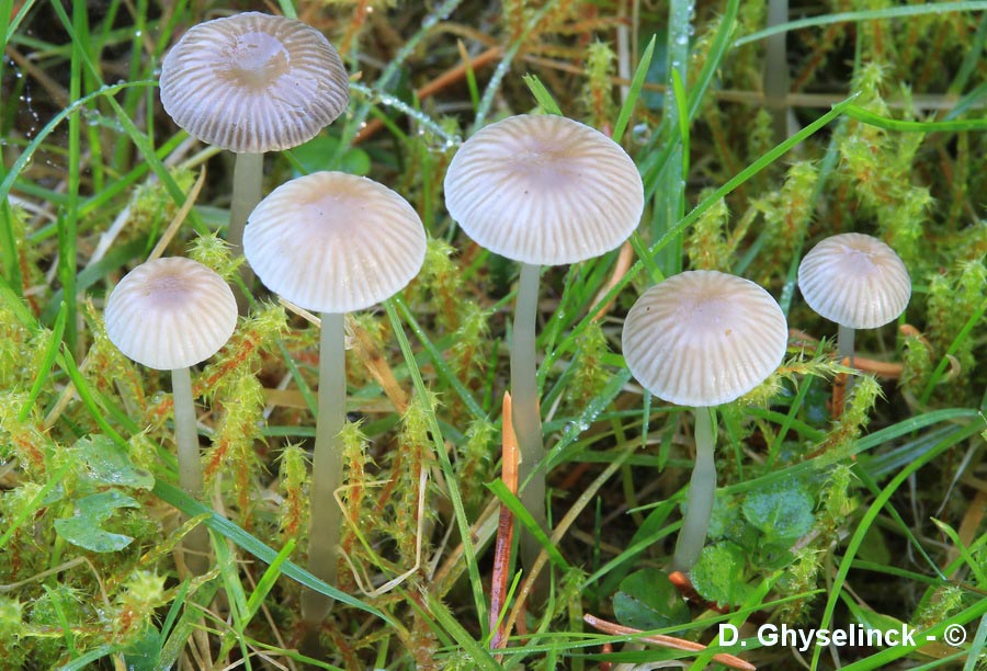 Mycena vulgaris